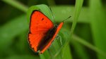 Czerwończyk nieparek, czerwończyk większy (Lycaena dispar)