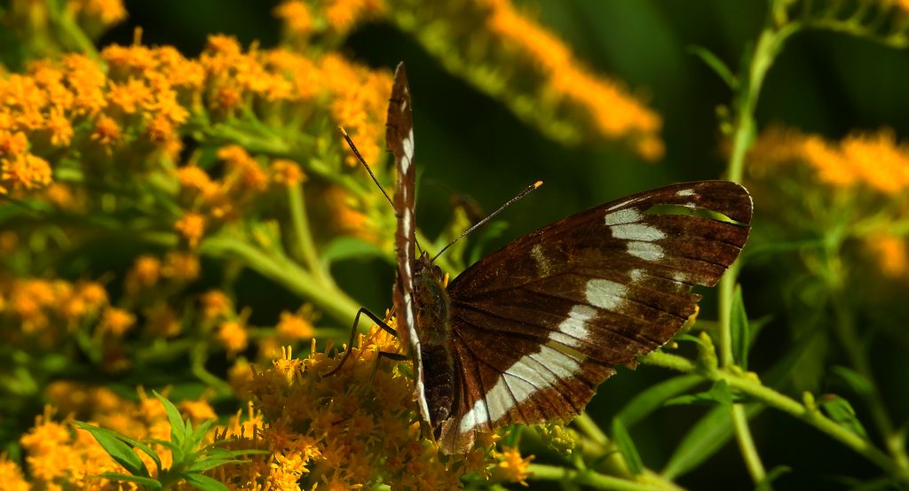 Pokłonnik kamilla, pokłonnik wróż (Limenitis camilla)