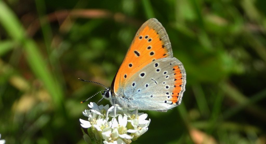 Czerwończyk nieparek, czerwończyk większy (Lycaena dispar)
