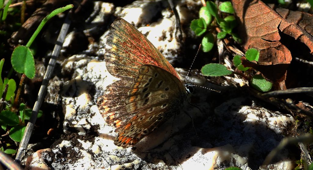 Modraszek eros (Polyommatus eros)