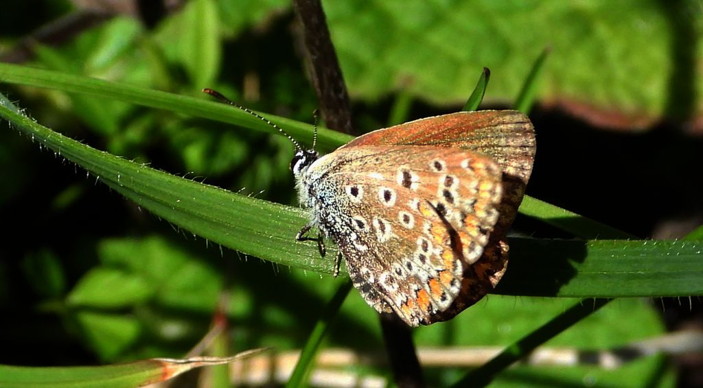 Modraszek eros (Polyommatus eros)