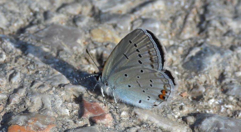 Modraszek argiades (Cupido argiades)