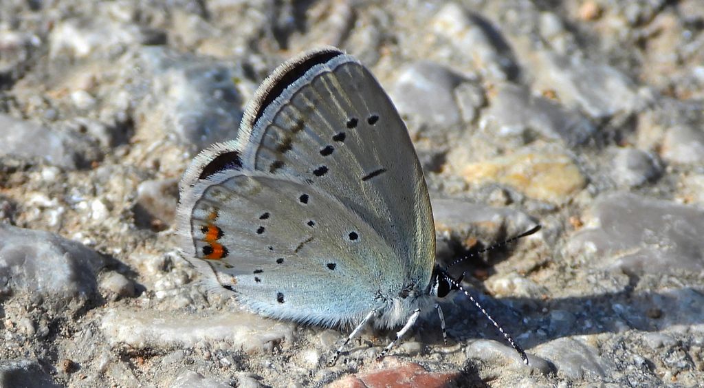Modraszek argiades (Cupido argiades)