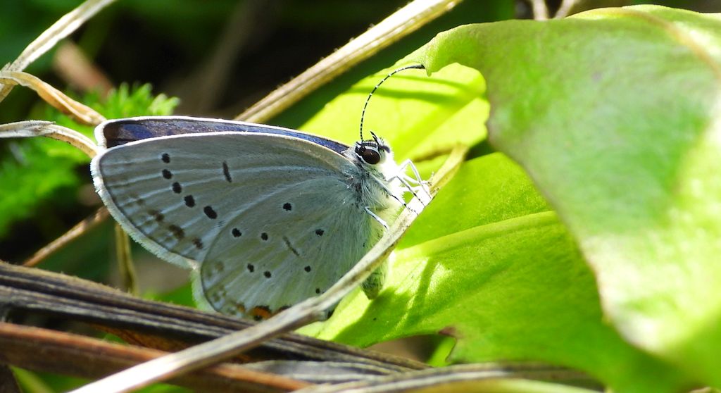 Modraszek argiades (Cupido argiades)