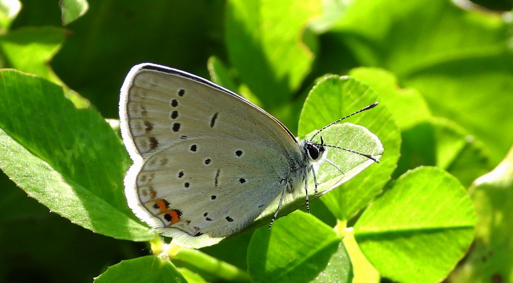 Modraszek argiades (Cupido argiades)
