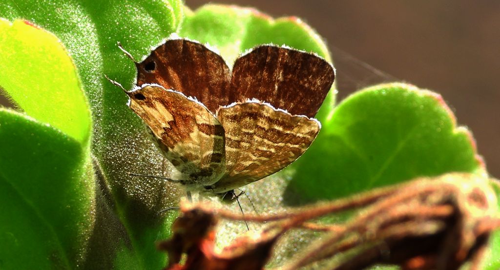 Kacyreusz marszałek (Cacyreus marshalli)