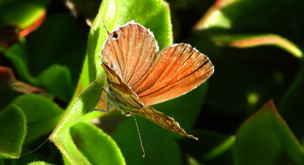 Kacyreusz marszałek (Cacyreus marshalli)