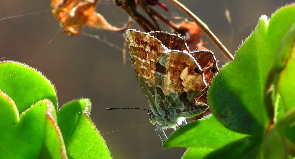 Kacyreusz marszałek (Cacyreus marshalli)