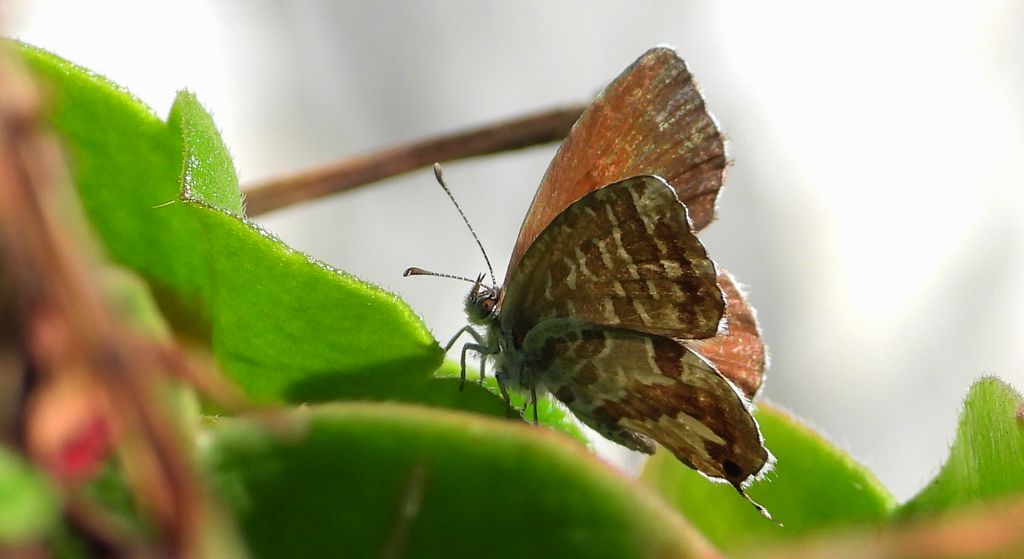 Kacyreusz marszałek (Cacyreus marshalli)