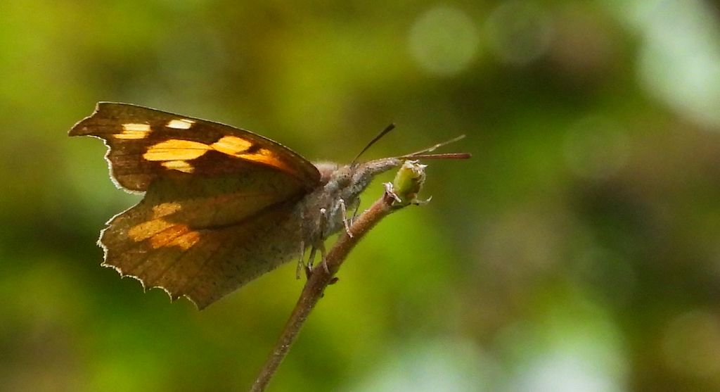 Dziobówka wiązowcowa (Libythea celtis)