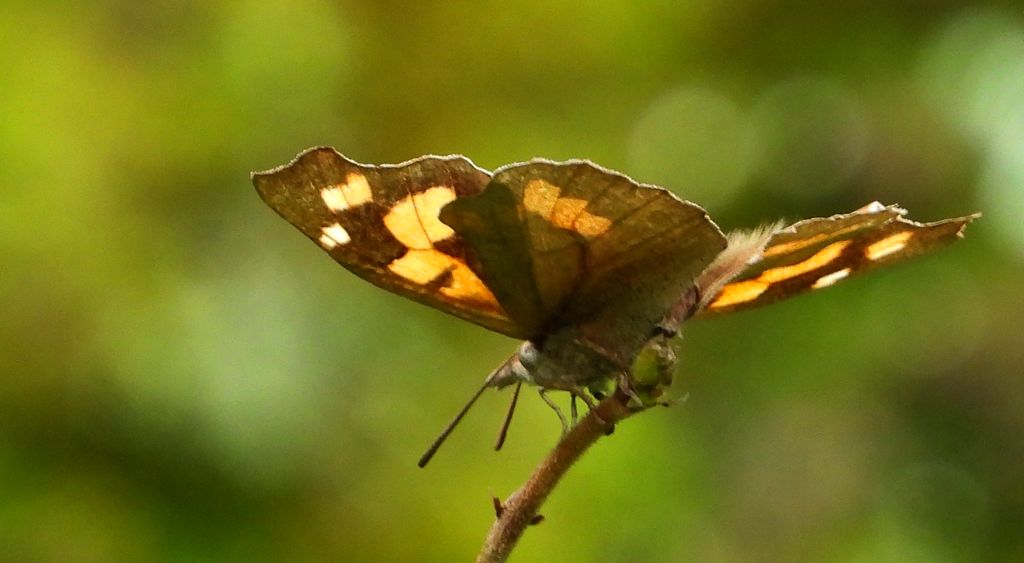 Dziobówka wiązowcowa (Libythea celtis)