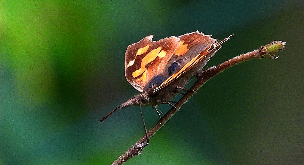 Dziobówka wiązowcowa (Libythea celtis)