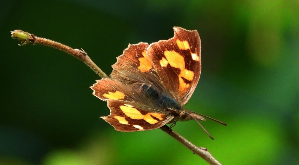 Dziobówka wiązowcowa (Libythea celtis)