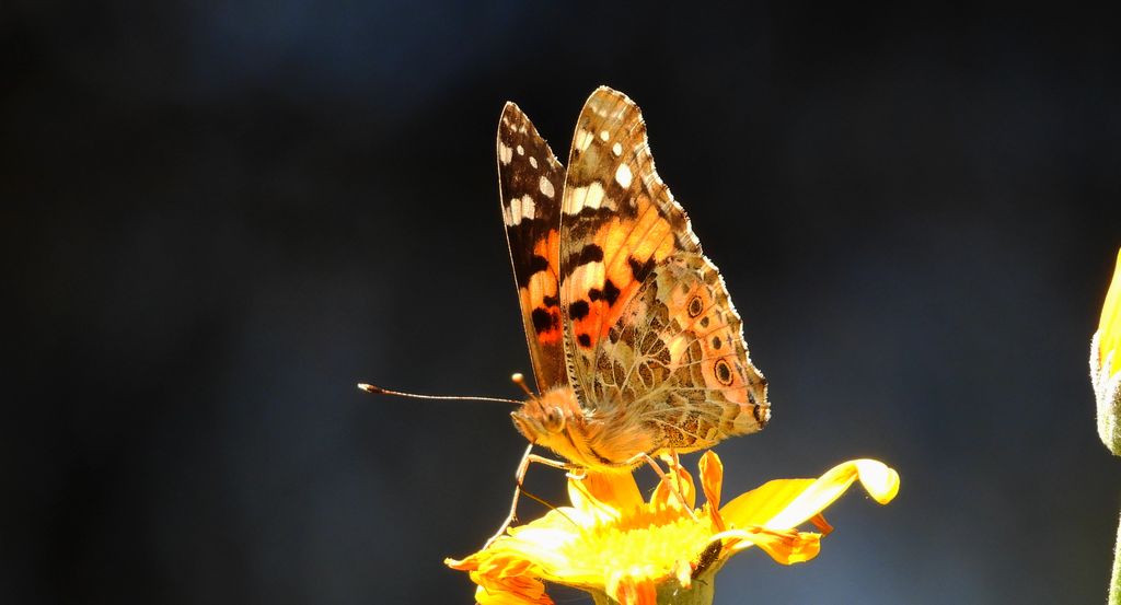 Rusałka osetnik (Vanessa cardui, syn. Cynthia cardui)