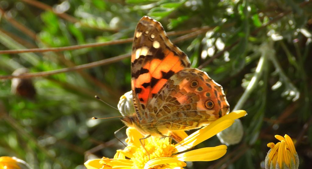 Rusałka osetnik (Vanessa cardui, syn. Cynthia cardui)