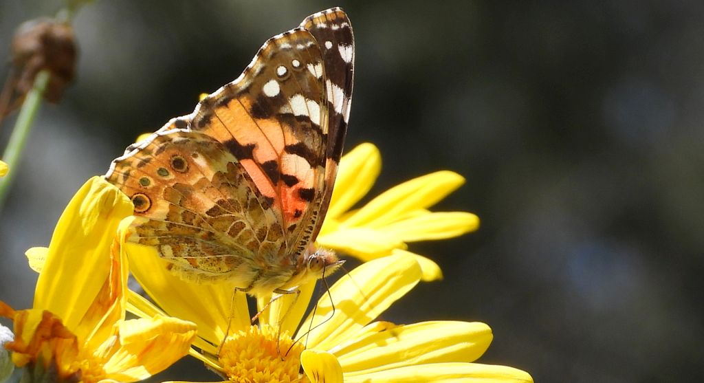 Rusałka osetnik (Vanessa cardui, syn. Cynthia cardui)