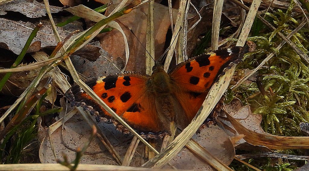 Rusałka drzewoszek (Nymphalis xanthomelas)