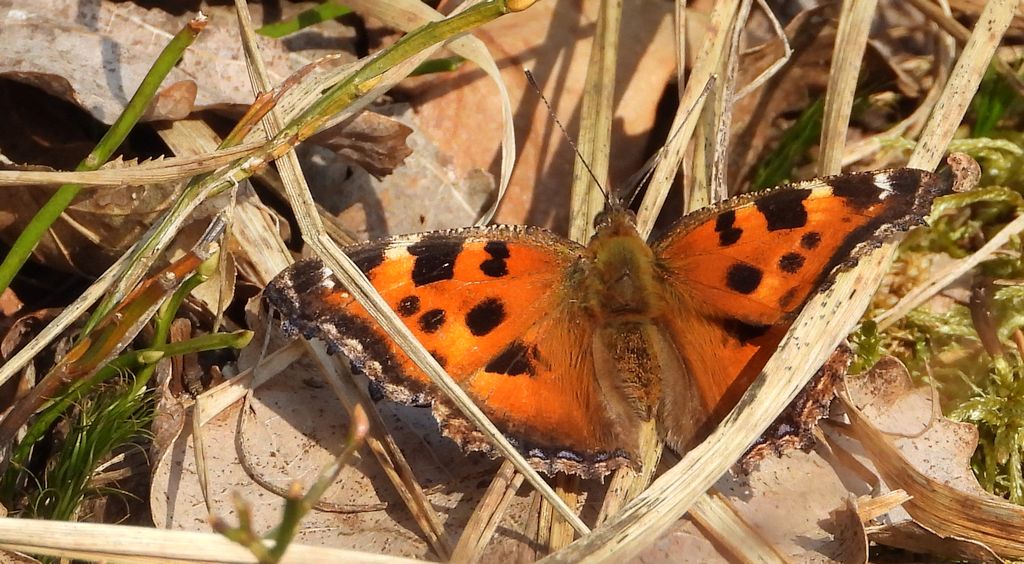 Rusałka drzewoszek (Nymphalis xanthomelas)