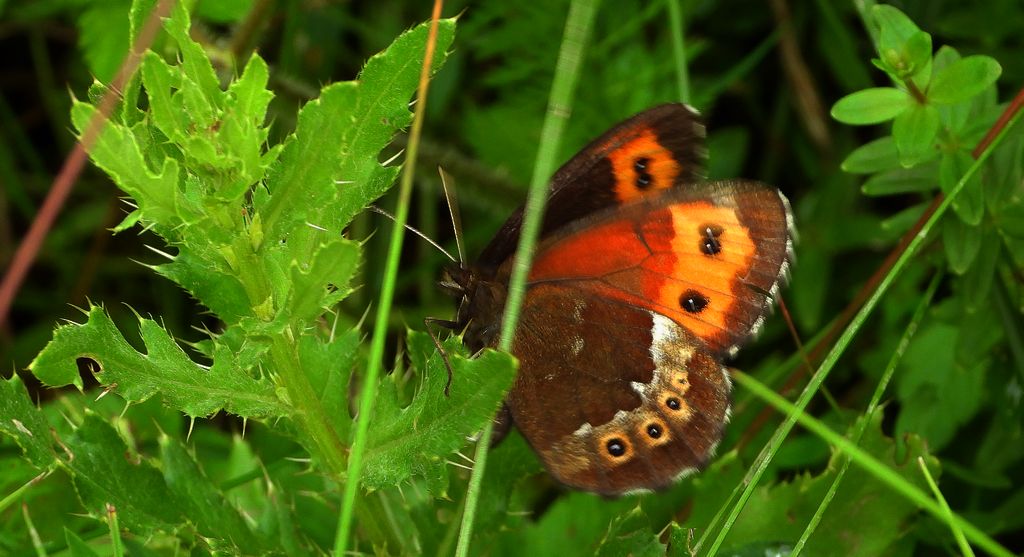 Górówka boruta (Erebia ligea)