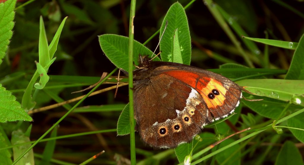 Górówka boruta (Erebia ligea)