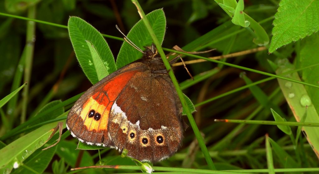 Górówka boruta (Erebia ligea)