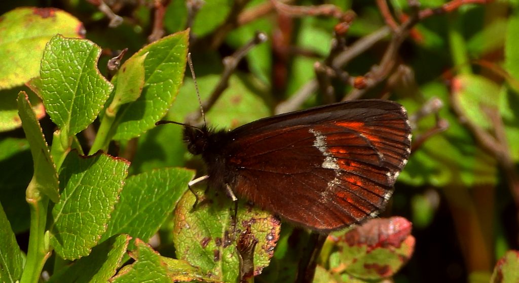 Górówka boruta (Erebia ligea)