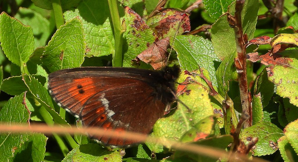 Górówka boruta (Erebia ligea)