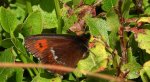 Górówka boruta (Erebia ligea)