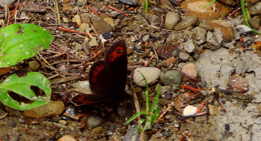 Górówka boruta (Erebia ligea)
