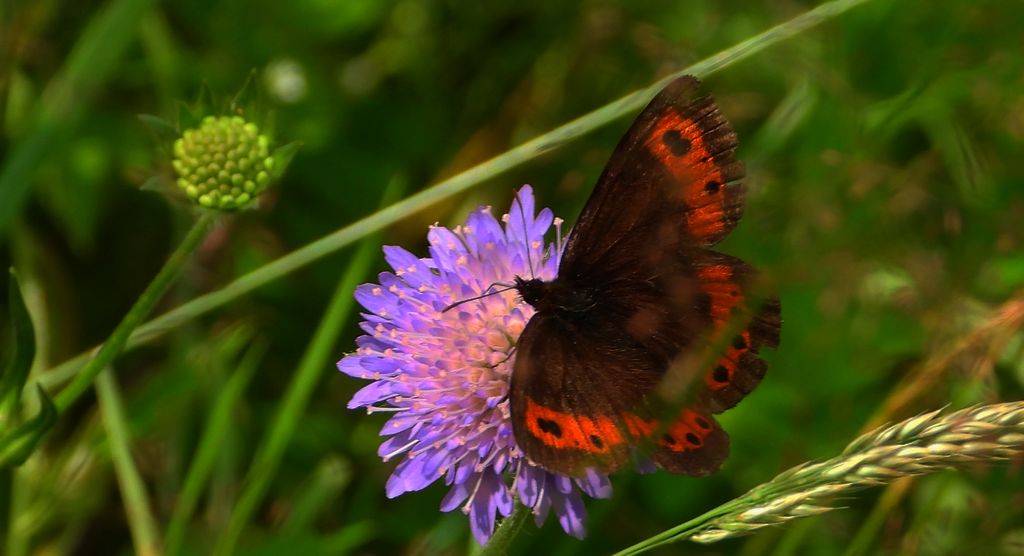 Górówka boruta (Erebia ligea)