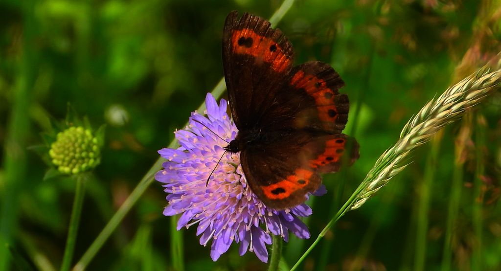 Górówka boruta (Erebia ligea)
