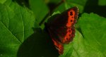 Górówka boruta (Erebia ligea)