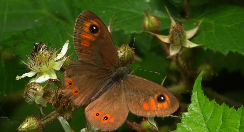 Osadnik kostrzewiec (Lasiommata maera)