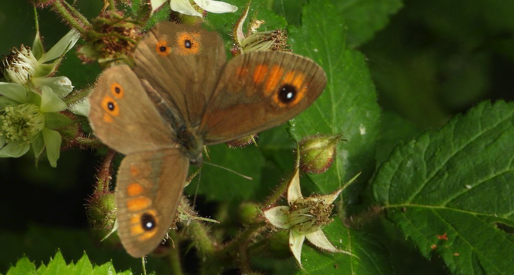Osadnik kostrzewiec (Lasiommata maera)