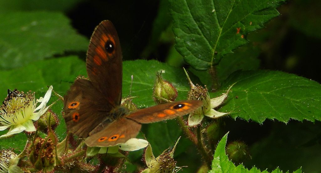Osadnik kostrzewiec (Lasiommata maera)