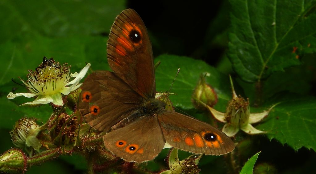 Osadnik kostrzewiec (Lasiommata maera)