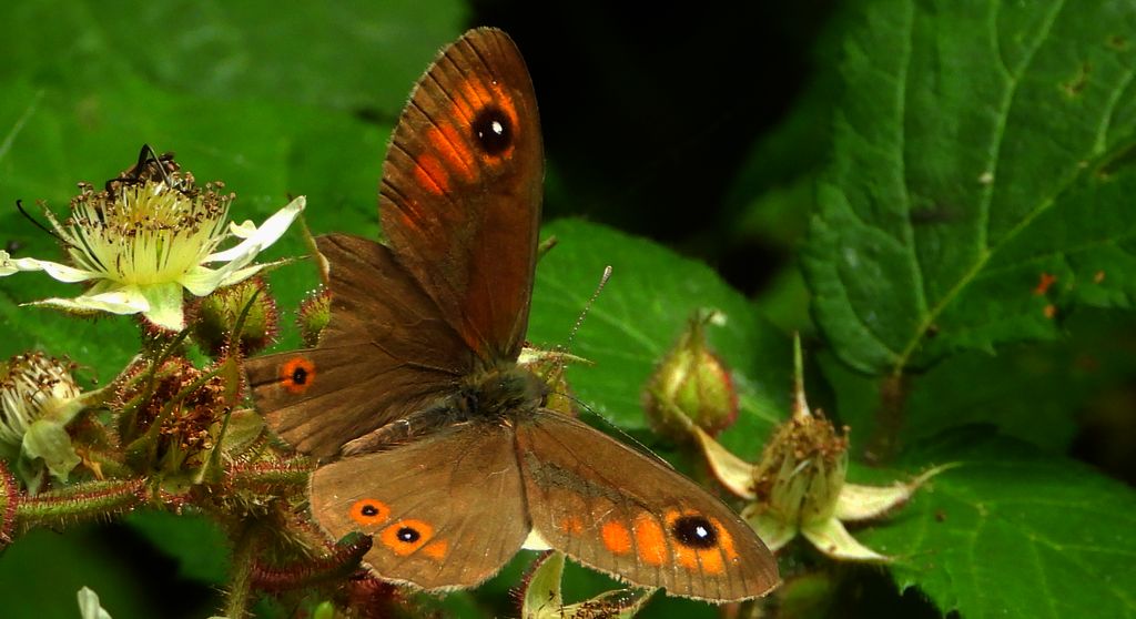 Osadnik kostrzewiec (Lasiommata maera)