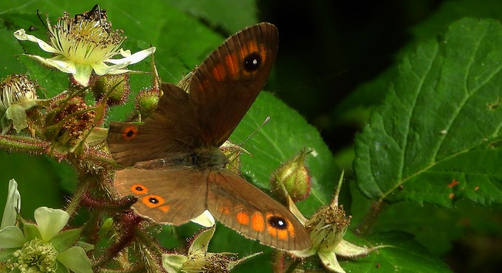 Osadnik kostrzewiec (Lasiommata maera)