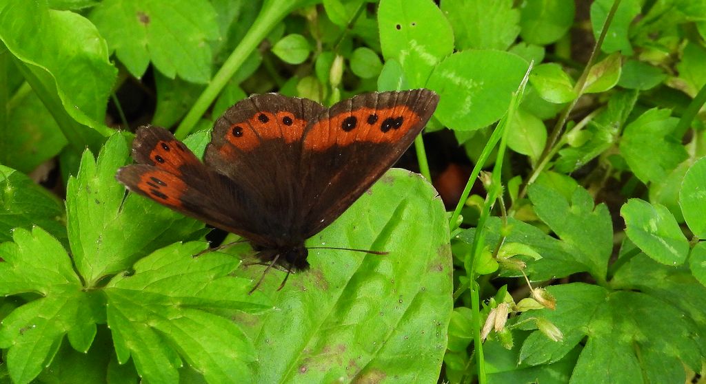 Górówka boruta (Erebia ligea)