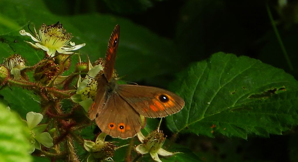 Osadnik kostrzewiec (Lasiommata maera)