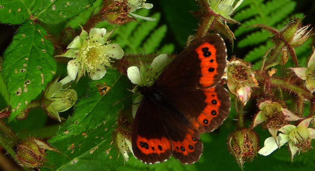 Górówka boruta (Erebia ligea)