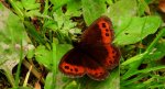 Górówka boruta (Erebia ligea)