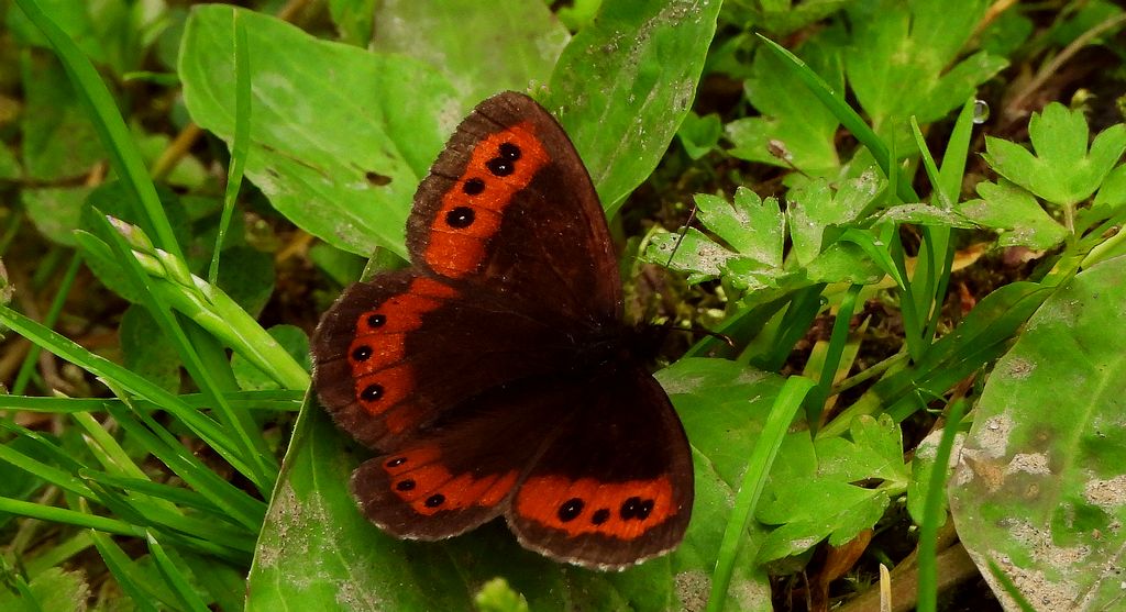 Górówka boruta (Erebia ligea)