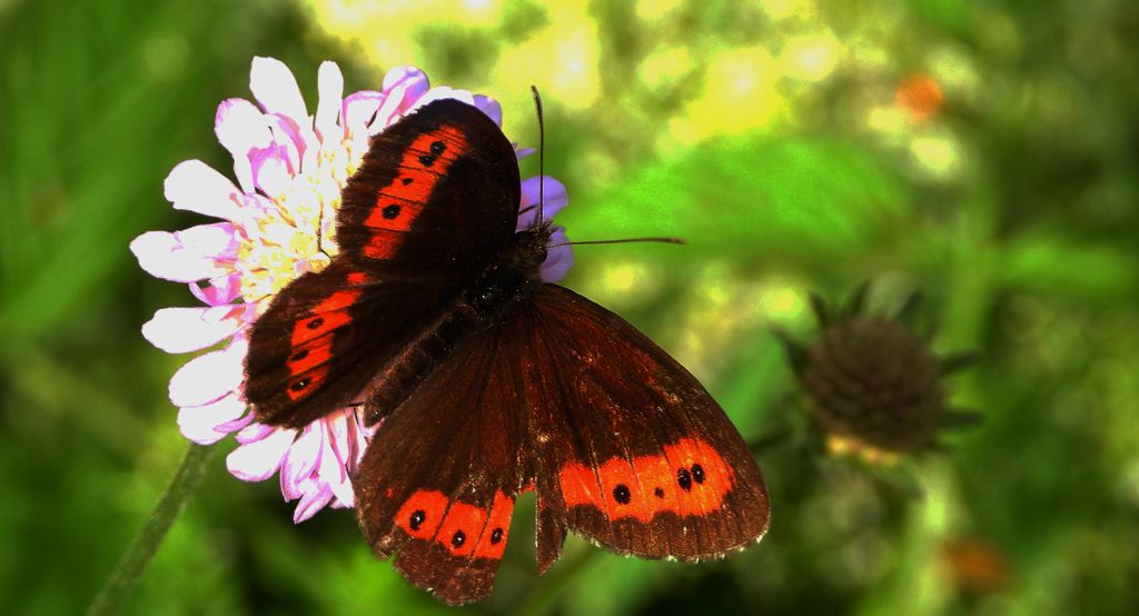 Górówka boruta (Erebia ligea)