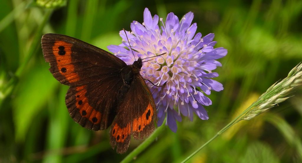 Górówka boruta (Erebia ligea)