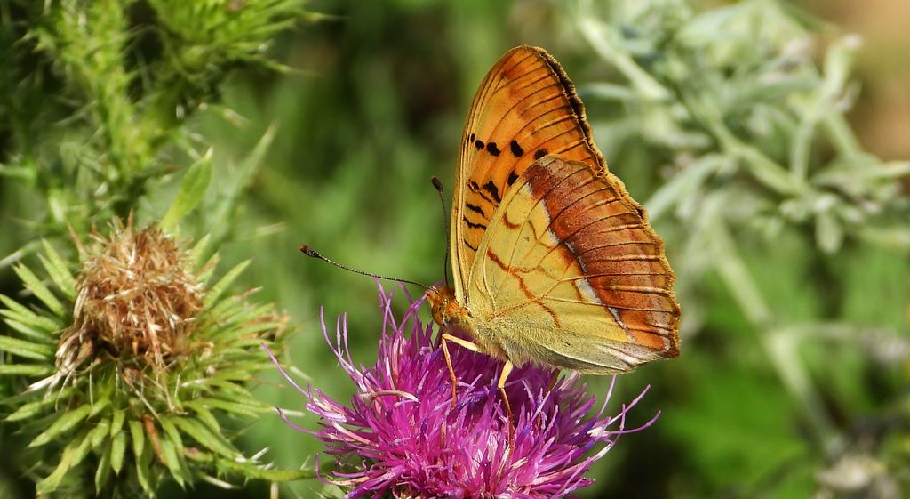 Dostojka laodyce, perłowiec laodyce (Argynnis laodice)