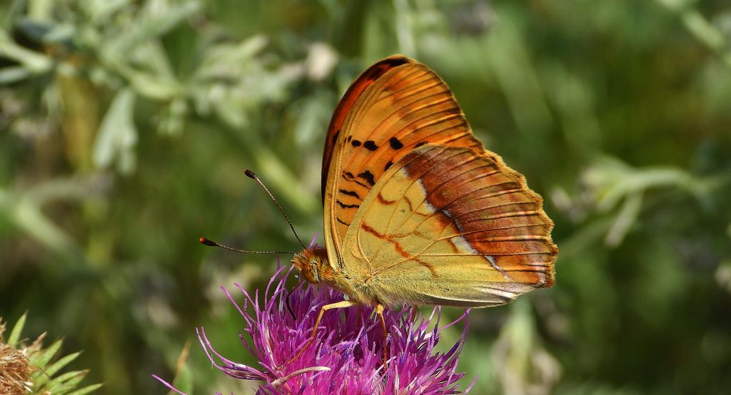Dostojka laodyce, perłowiec laodyce (Argynnis laodice)