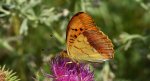 Dostojka laodyce, perłowiec laodyce (Argynnis laodice)