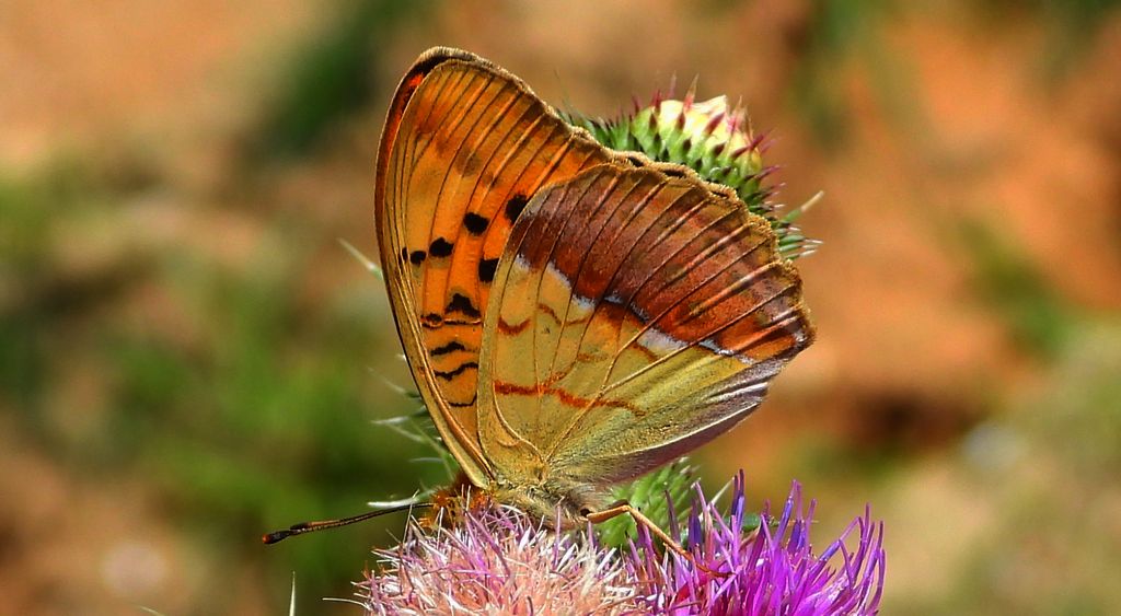 Dostojka laodyce, perłowiec laodyce (Argynnis laodice)
