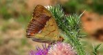 Dostojka laodyce, perłowiec laodyce (Argynnis laodice)